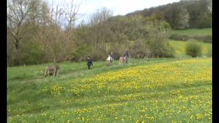 preview picture of video 'La promenade des ânes 25 avril 2012.wmv'