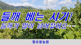 21년 들깨 작황, 들깨베는 시기