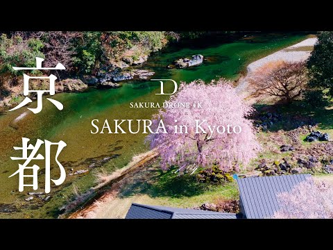 [SAKURA DRONE] ｜京都の桜ドローン映像総集編 2025（Kyoto Sakura Highlights 2025）｜桜ドローンプロジェクト 4K