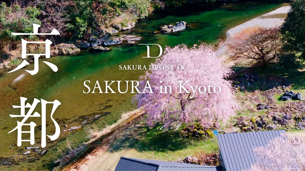 [SAKURA DRONE] ｜京都の桜ドローン映像総集編 2025（Kyoto Sakura Highlights 2025）｜桜ドローンプロジェクト 4K