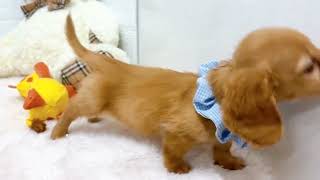 ミニチュアダックスの動画02