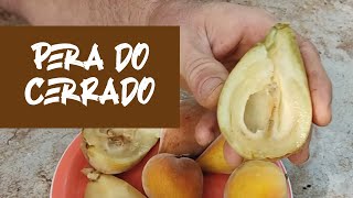 Miniatura do vídeo