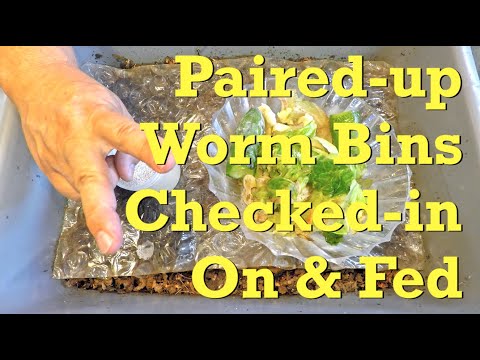 Newly paired-up red wiggler worm bins fed after 9 days - vermicompost