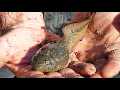 Paradoxical Frog - Animal of the Week