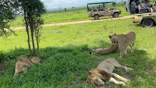 MIKUMI NATIONAL PARK ALMOST GOT KILLED BY LIONS AFTER OUR SAFARI CAR BROKE IN MIDDLE OF 4 LIONS