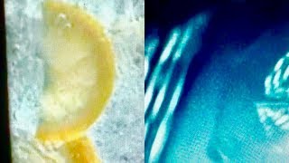 Molly Nilsson &quot;A Slice of Lemon&quot;