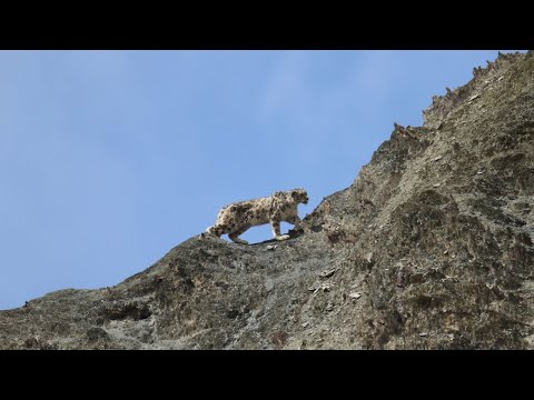 International Snow Leopard Day