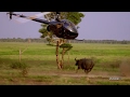 Herding Buffalo By Helicopter A Pilot S Perspective