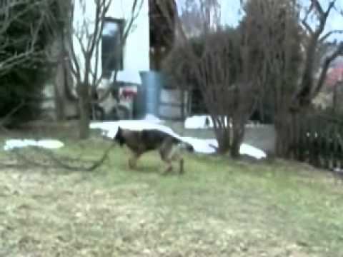 Astoria Daniel Bohemia - pracovní nasazení :-D