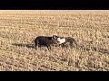 Hunting Off The Wheat Stubble