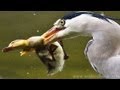 Duckling Can T Escape Being Noticed And Eaten By Hunting Heron