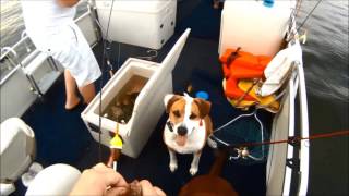 Bobber fishing for BIG bluegill in shallow water 2016