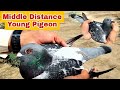 Strong Blood Line Young Racing Pigeon Pair Racer Pigeon 2022