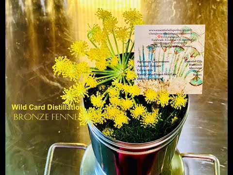 How To Distill Wild Bronze Fennel: Wild Card Distillation