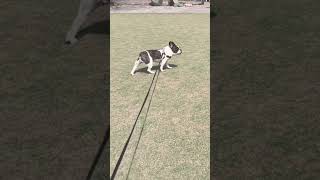 優雅にお散歩するワンコ🐶 #shorts