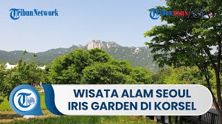 Wisata Alam Seoul Iris Garden Menyuguhkan Pemandangan Taman dan Kebun Raya di Korea Selatan