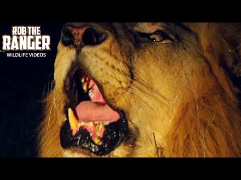 The Sound Of A Lion Roar At Night | African Safari Sighting