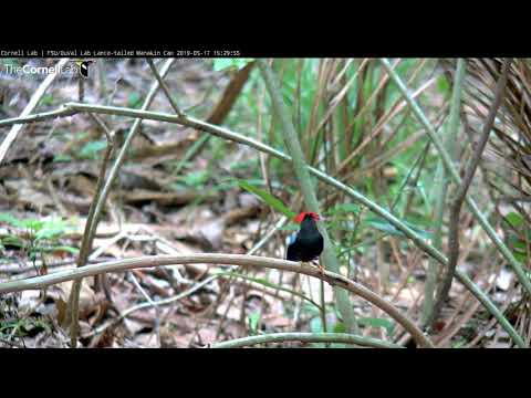 Excellent Display and Dancing at Lance-tailed Manakin Cam | Cornell Lab