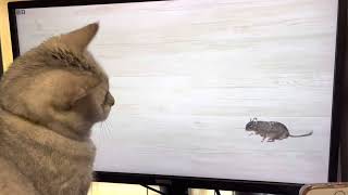 猫に見せる動画を見る猫