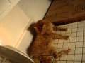 Bette Midler Baths