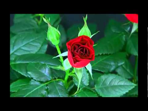 Blooming Red Rose Timelapse