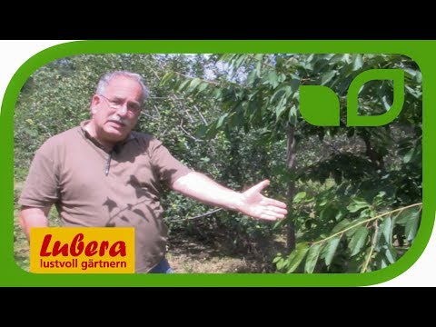 Die besten Kirschen für den Garten - die Sorte Regina