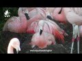 WWT Washington New Chilean Flamingo Chick