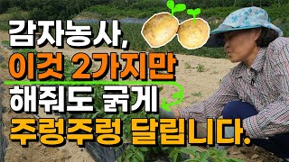 감자 이렇게 하면 굵고 큰 감자가 주렁주렁 달립니다. 감자재배 감자농사