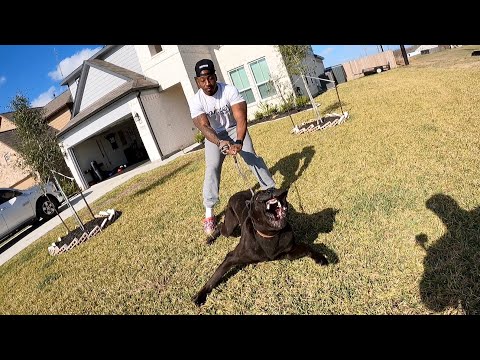 Testing Cane Corso Defense Drives & Willingness To Face Threat | Aza