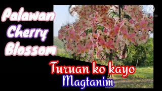 Palawan Cherry blossom/Paano ba ang tamang pag germinate?