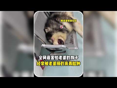 全網最卑微「妻管嚴」阿拉斯加：不僅慘遭老婆暴揍成豬頭，還練就一身求生本能！ #阿拉斯加 #狗狗 #寵物 #妻管嚴 #萌寵日常