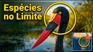 AS ÚLTIMAS AVES EXÓTICAS DA TERRA | Doze Espécies no Limite do Desaparecimento