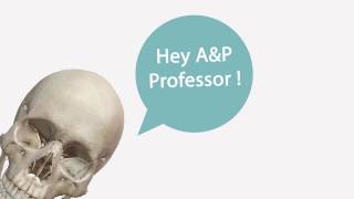 Using Visible Body Apps | Anatomy Resource for Professors
