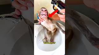 Baby Monkey Takes His First Bath Ever! 🐒🛁✨#shorts
