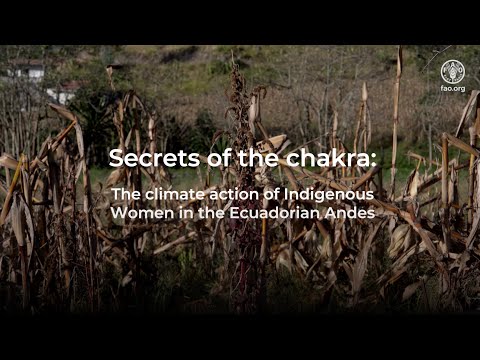 Secrets of the Andean chakras: the climate action of Indigenous Women in Ecuador (short version)