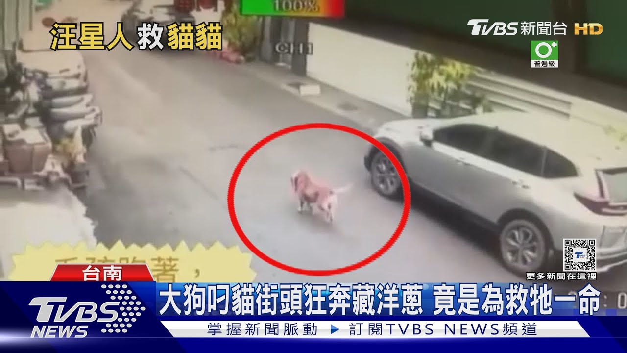 好暖！大黃狗叼貓街頭狂奔藏洋蔥　竟是為救喵星人