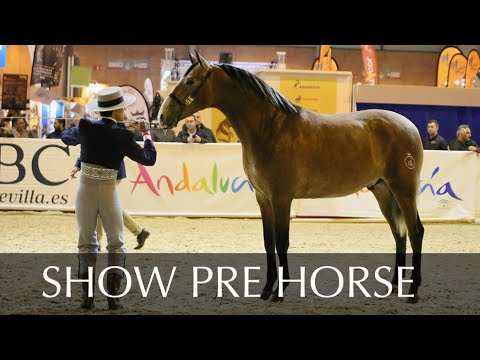 YOUNG PRE FOR SHOWS. 2 YO - 162 CM