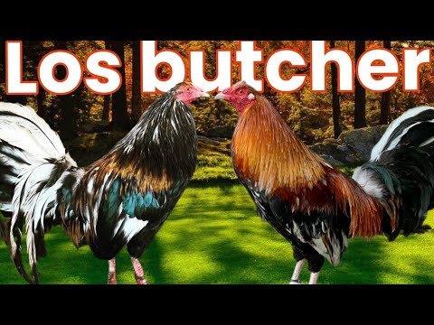 butcher roosters @elpoderdelpollo2342