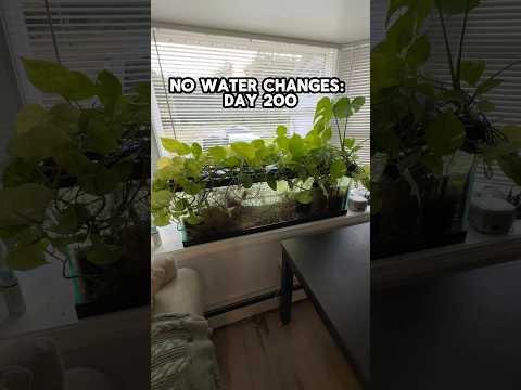 ZERO WATER CHANGE TANK: Day 200