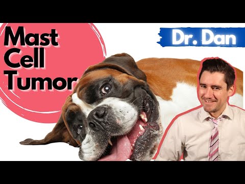 Dog Mast Cell Tumors: Symptoms, Diagnose, and Treatment of Dog Mast Cell Tumors with Dr. Dan