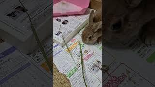 うさぎの日常その10 #うさぎ #うさぎのいる暮らし