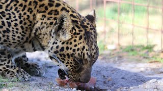 Popsicles For Big Cats!