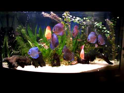 Discus fish - living room at Xmas