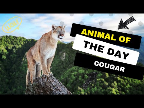 Cougar -- Animal of the Day | Educational Animal Videos for Kids, Homeschoolers, and Teachers