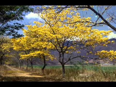 Viajera del río   Serenata Guayanesa 432 Hz