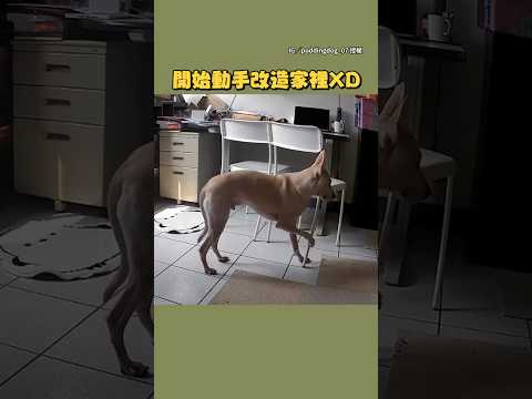 【狗狗設計師】聰明汪自己在家拉椅子改造成一個小角落｜#寵物雲 #shorts