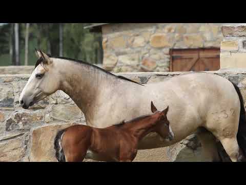 Lote 27   NÉVOA DA CABANHA SANTA FÉ