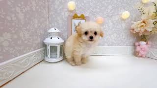 ハーフ犬の動画01