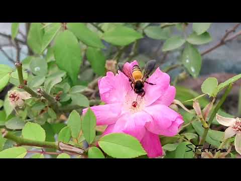 A little busy Bee 🐝 || Nature Photography