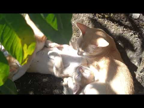 THEIR FAVOURITE SPOT..🐈🐈🍼🐈🐈❤️❤️💕💕💕💕💕